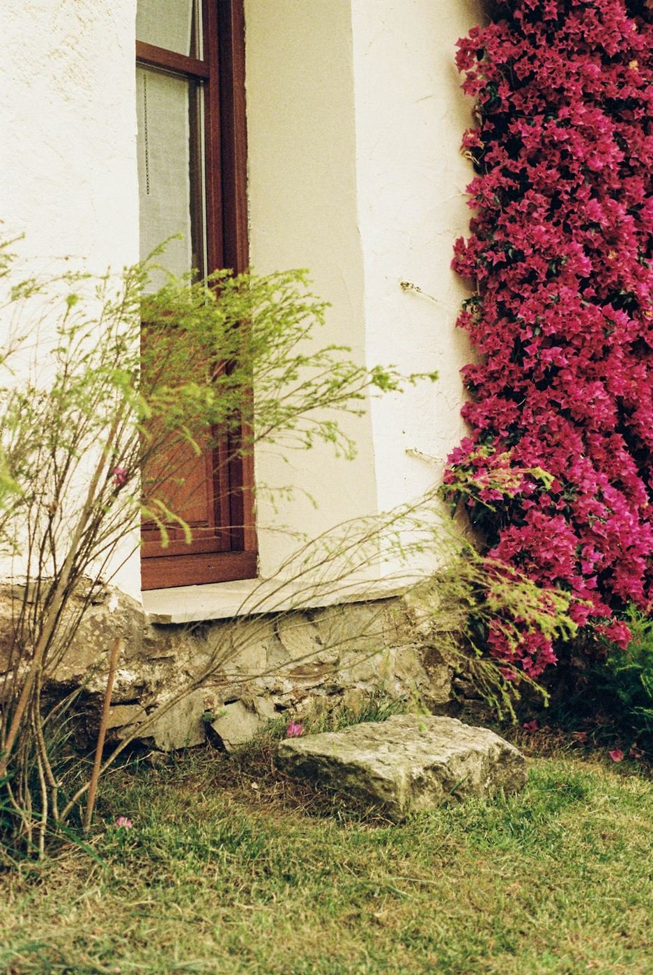 Reforma en San Cosme: ventana de madera en la fachada encalada junto a una buganvilla en flor